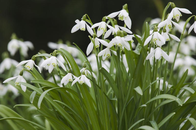 37 spring flowers to plant right this instant for a sensational garden