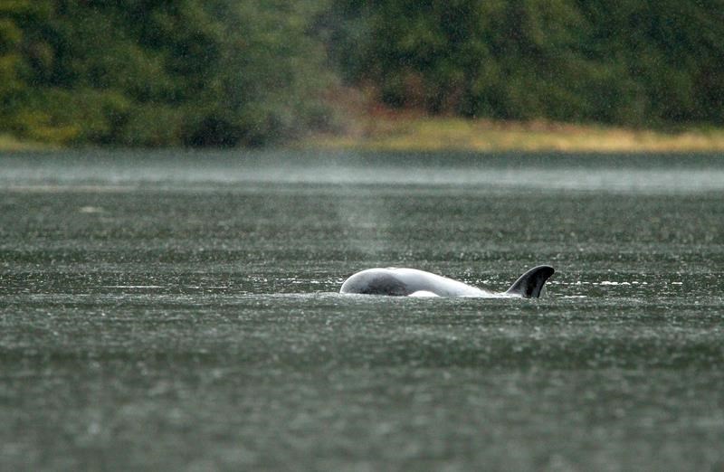 trapped b.c. orca calf's skin whitening, no sign of emaciation: fisheries department