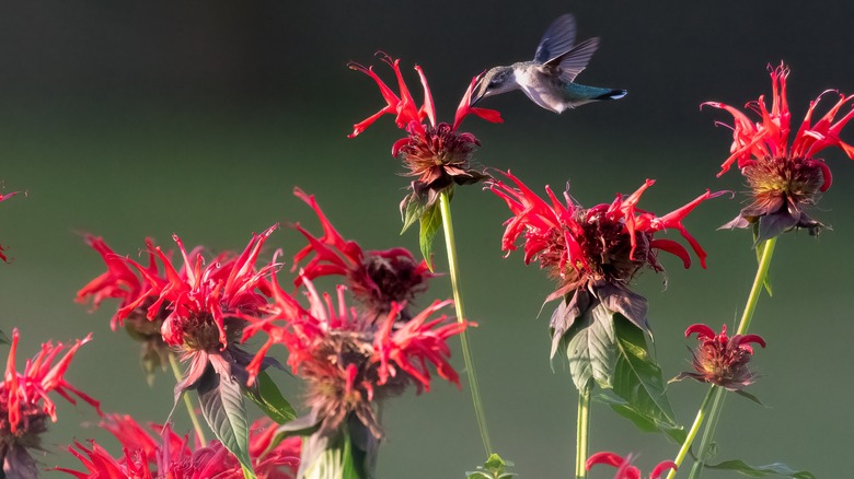 Attract Hummingbirds To Your Yard With This Vibrant Flower