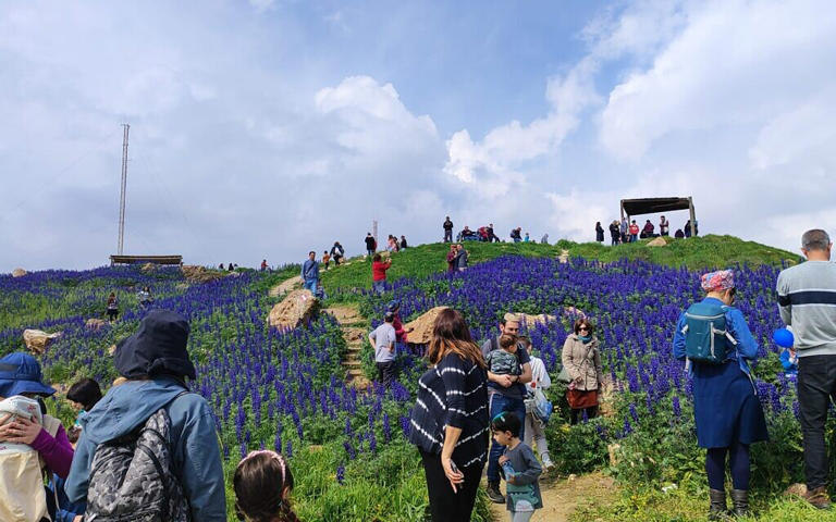 Visitors flock to see the flowering of blue lupines on Mitzpe-Tel, a hilltop in Jerusalem where the Israel Police plans to build a large compound. (Naomi Kimchin, February 27, 2024)
