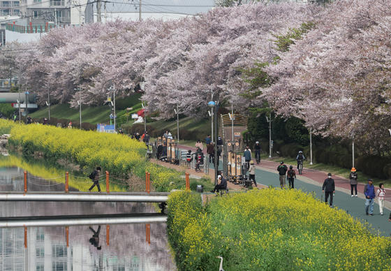 Korea's cherry blossoms — in pictures