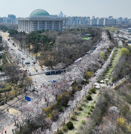 Korea's cherry blossoms — in pictures