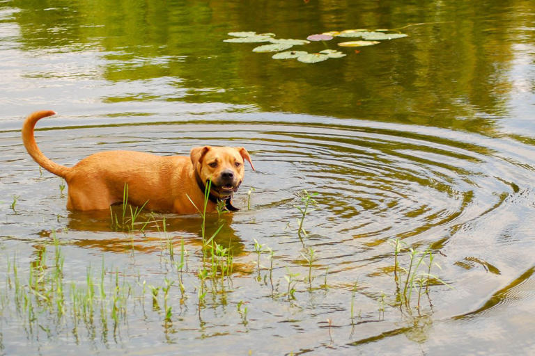 Blue-Green Algae and dogs 2024: What is it, how harmful is it, how to ...