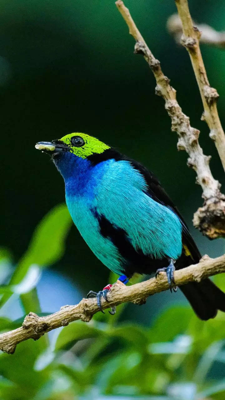 11 most beautiful and colourful birds from around the world