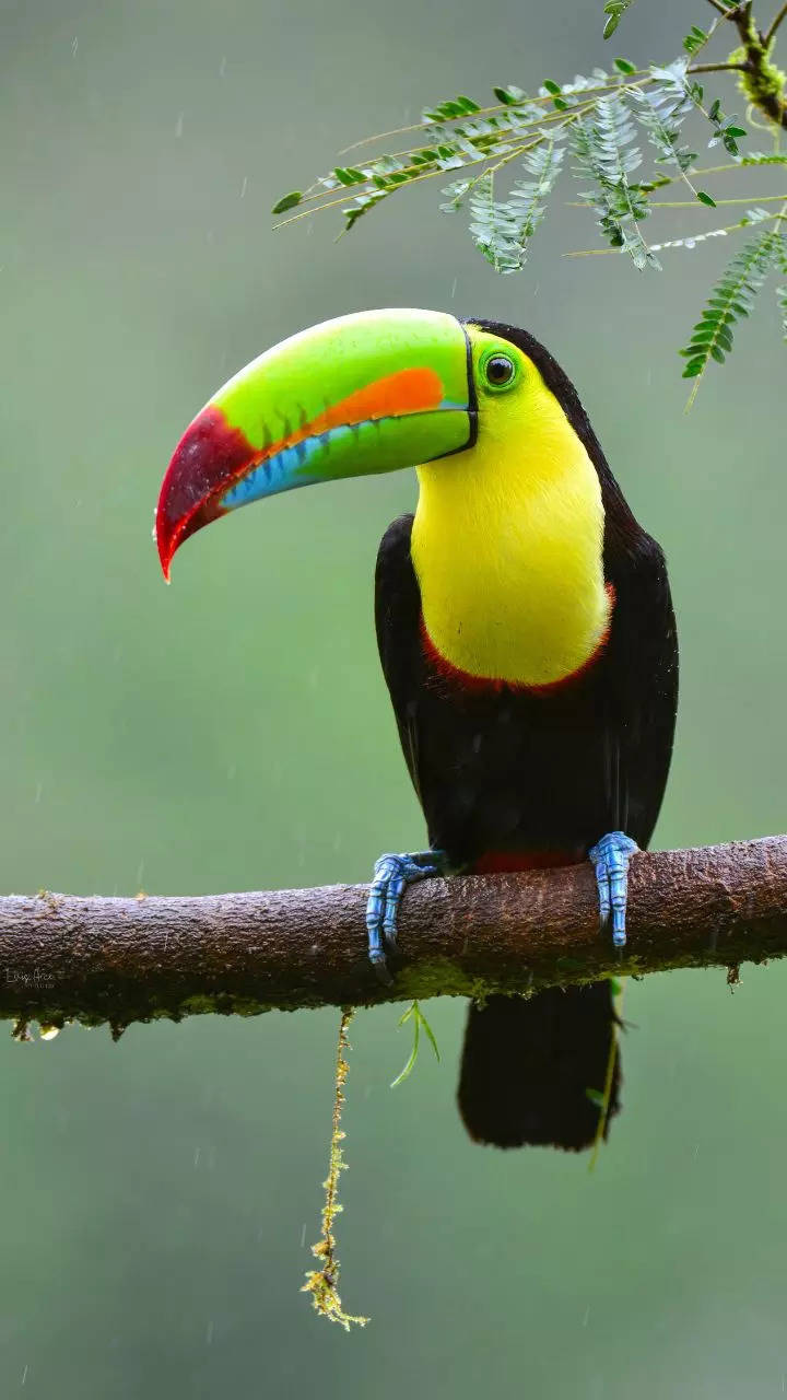 11 most beautiful and colourful birds from around the world