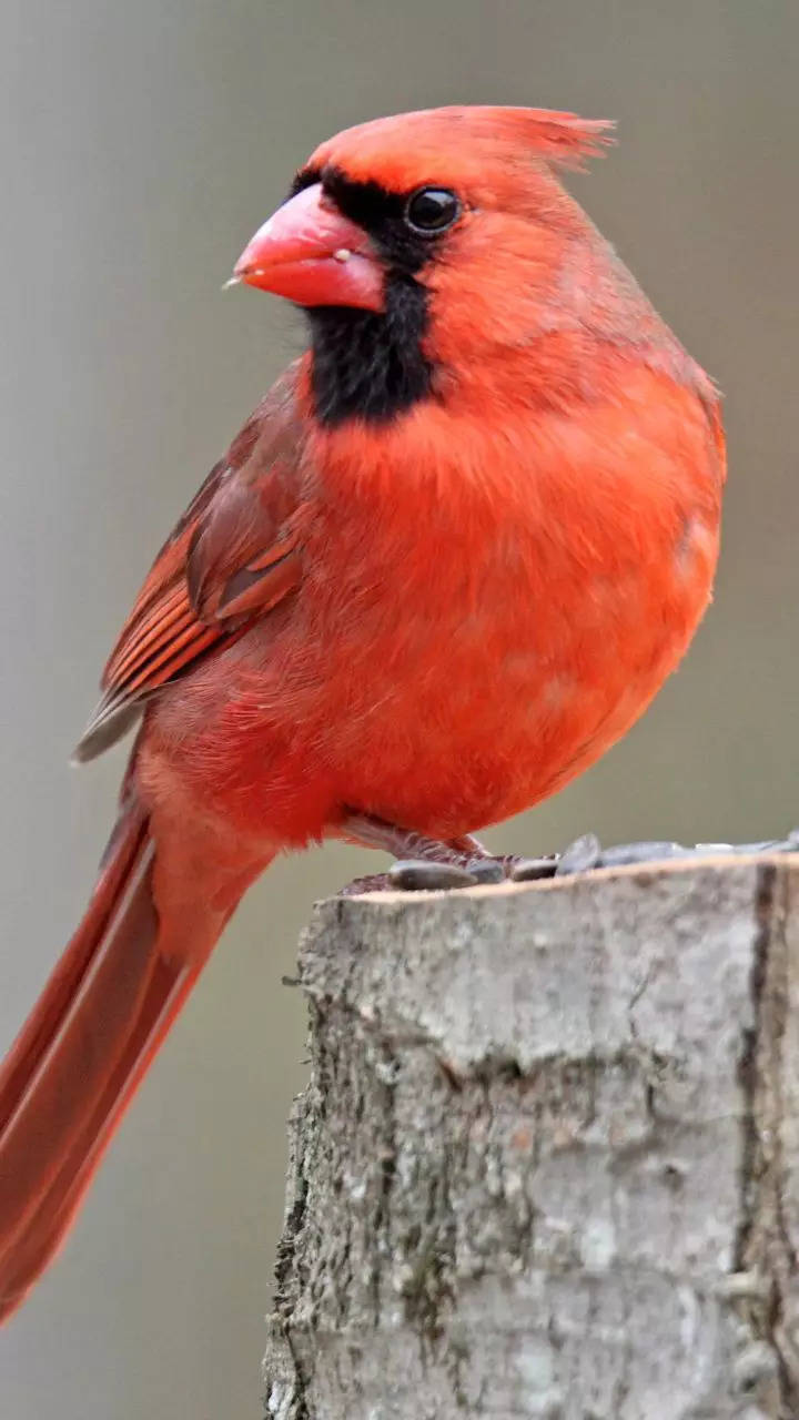 11 Most Beautiful And Colourful Birds From Around The World