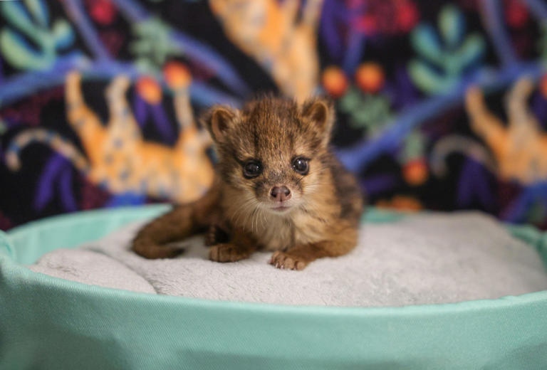 Tiger cubs make public debut at Nashville Zoo