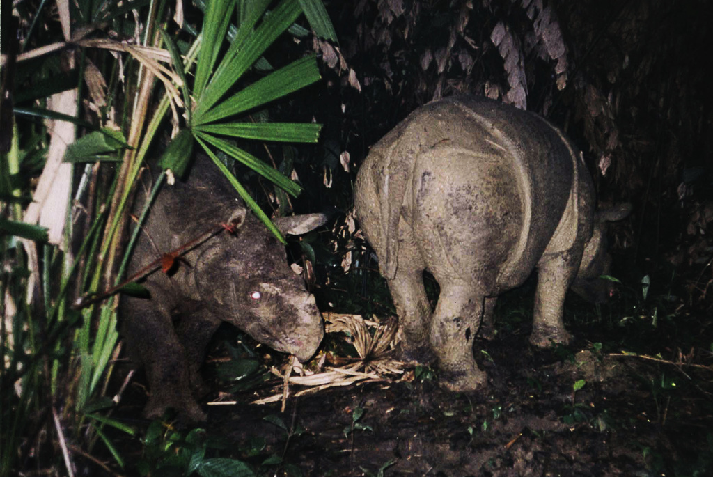 glädjefnatt då noshörningskalv fångades på bild