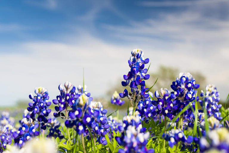 Best Places To See Bluebonnets In Frisco, Texas