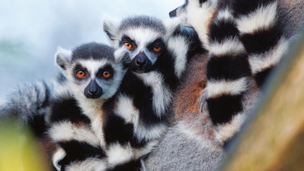 Madagascar 100 % nature, l’île aux 1 000 facettes