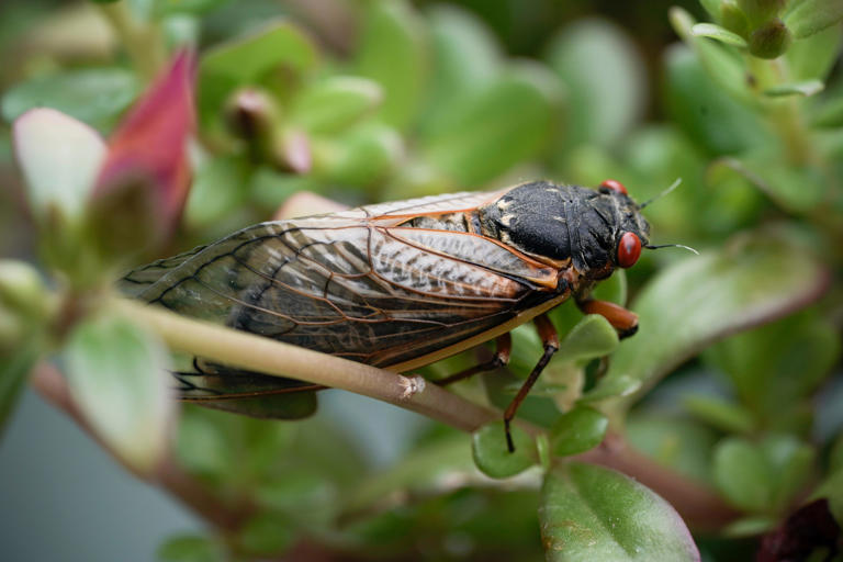 The cicadas are coming Check out a 2024 map of where the two broods