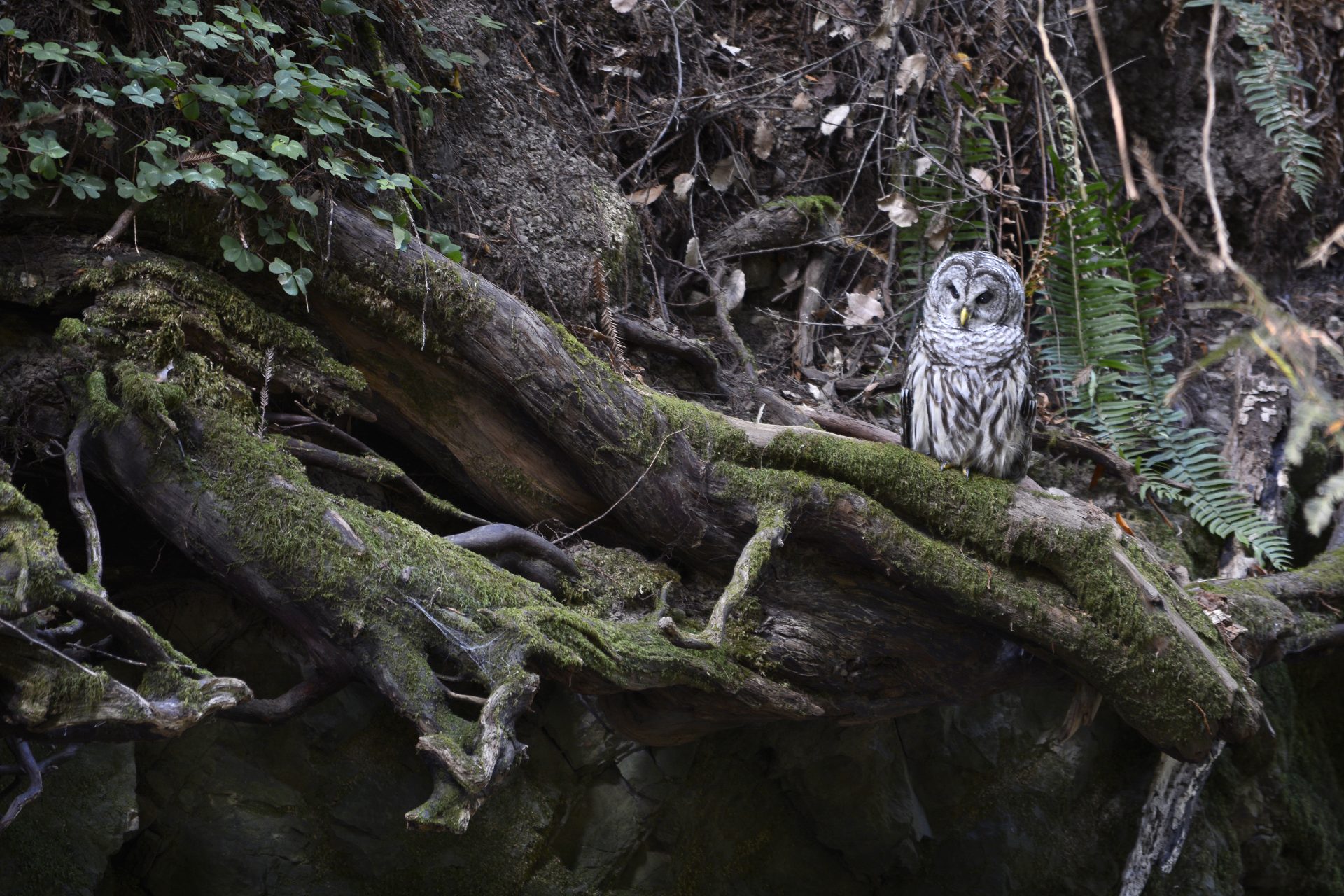 The U.S. government plans to kill half a million owls, but why?