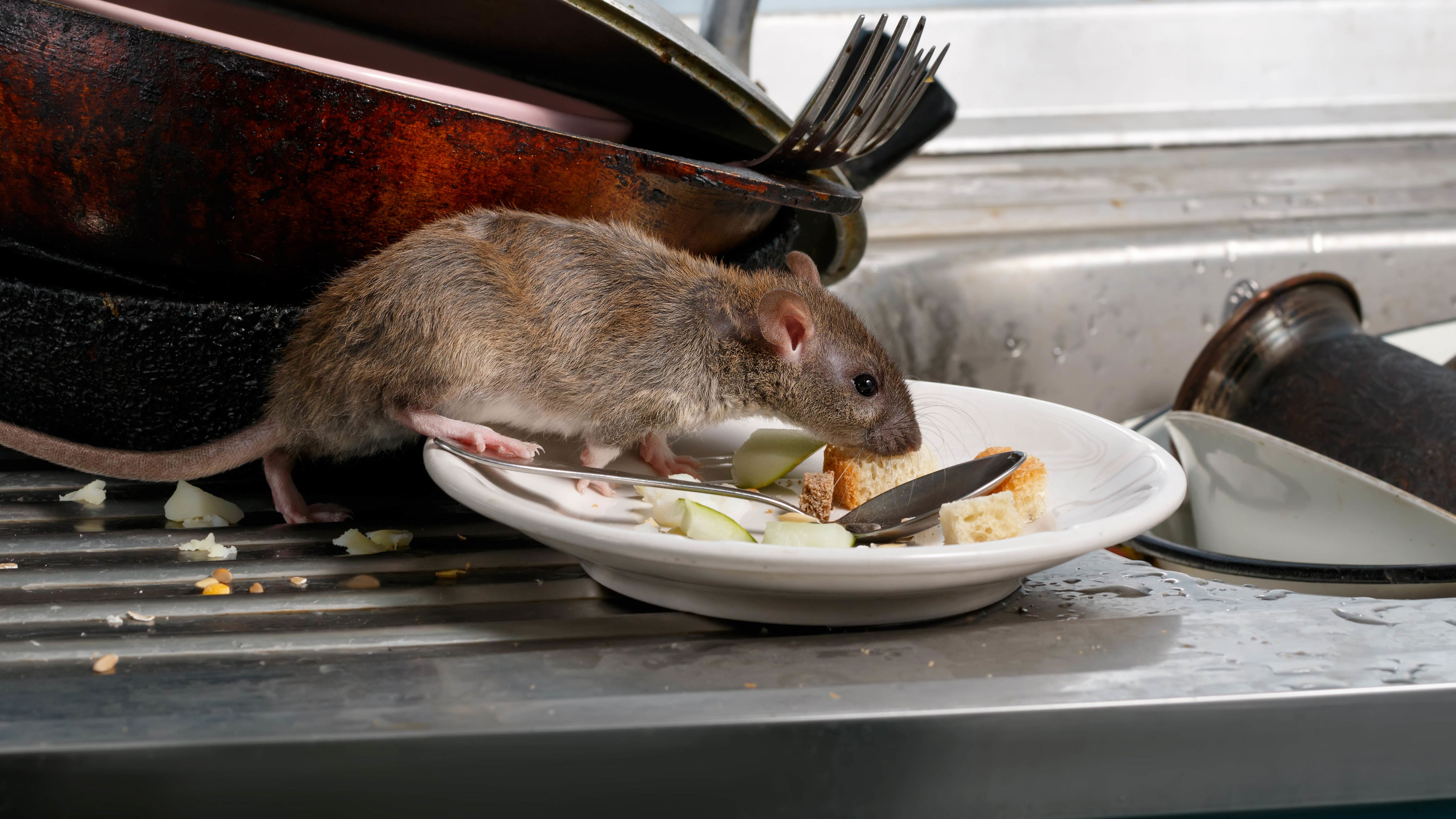 5 ways to tell the difference between mice or rats in your home