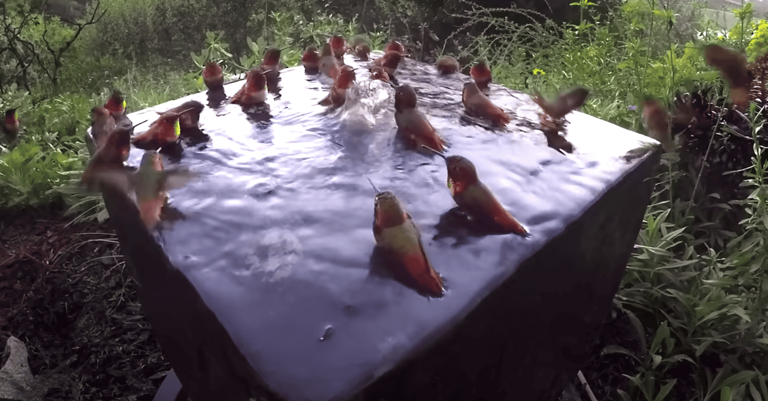 The Flurry Of Feathers: 30 Hummingbirds In One Place At One Amazing 