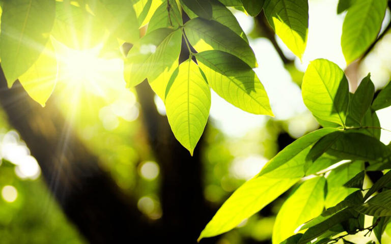 Plants cleverly adapt their photosynthesis to changes in light