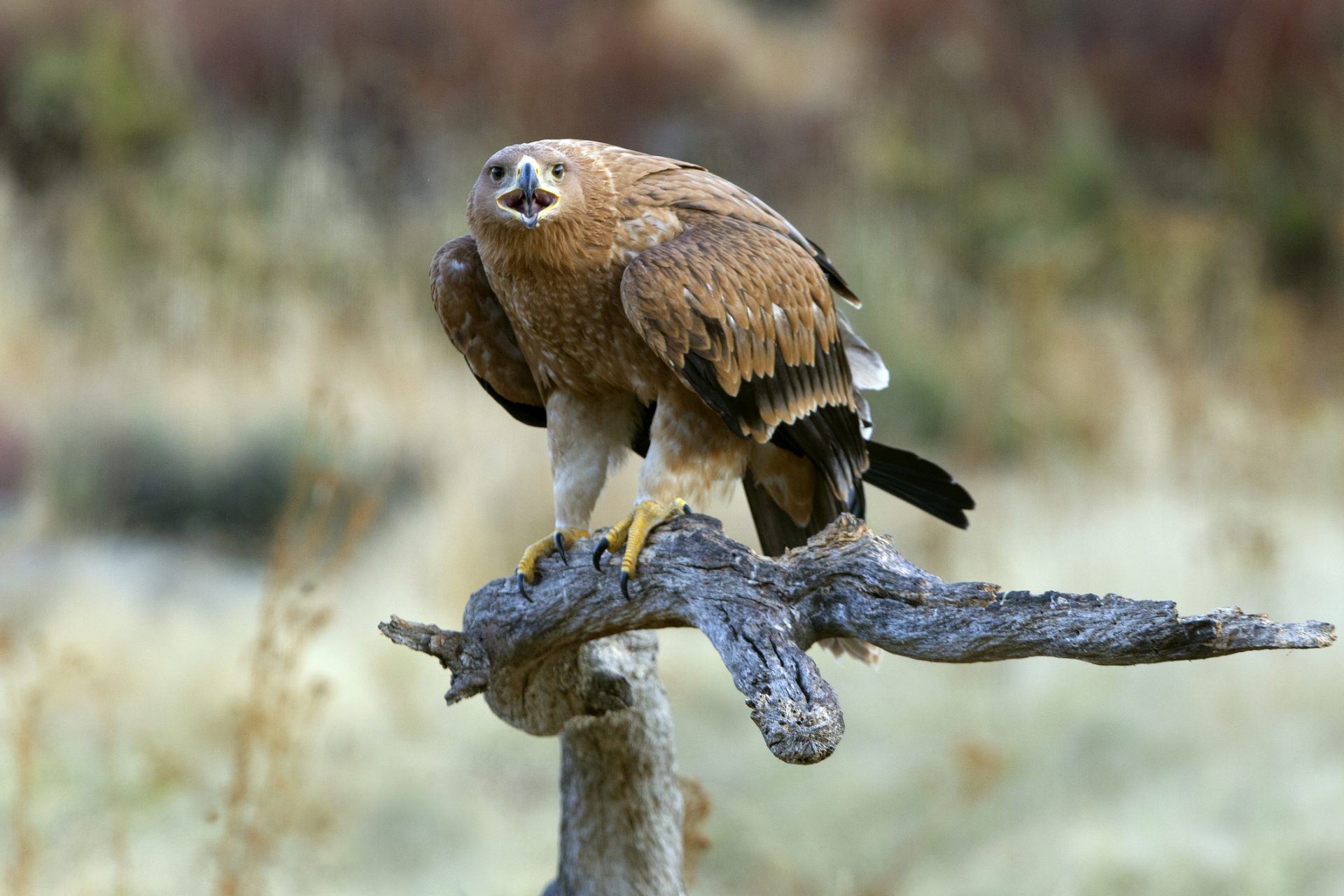 The U.S. government plans to kill half a million owls, but why?