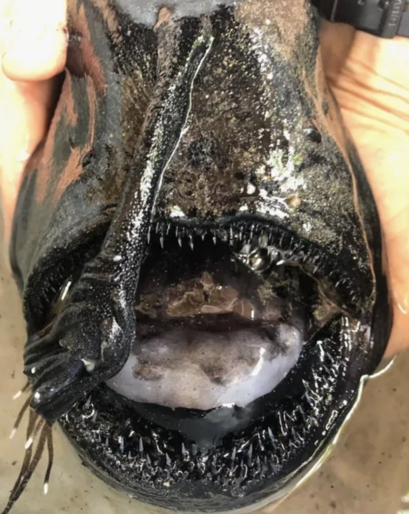 Huge ‘globster’ sea creature washes up on beach