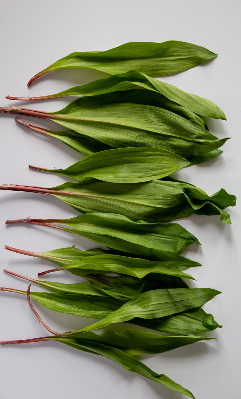 Ramp It Up A Seasonal Celebration of Springs Wild Leek