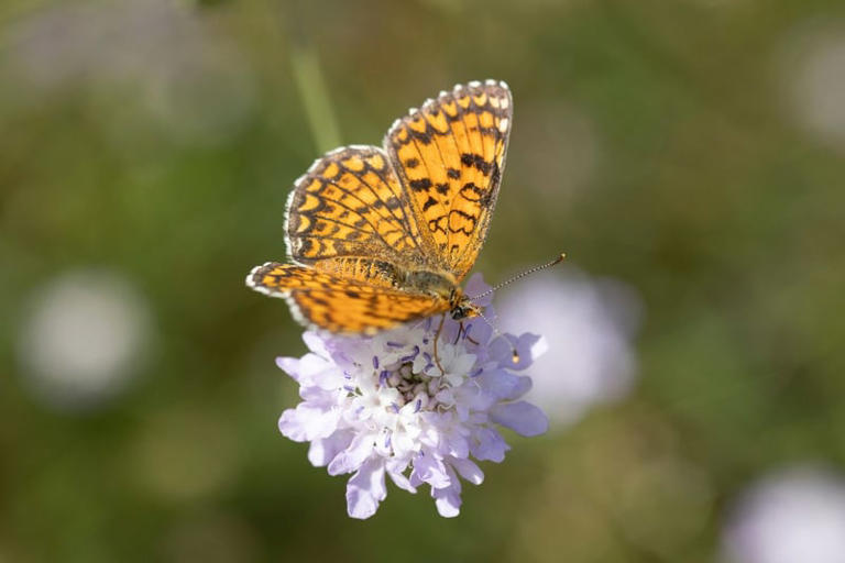 Scottish Butterflies 2024: The 10 species of butterflies that have seen ...