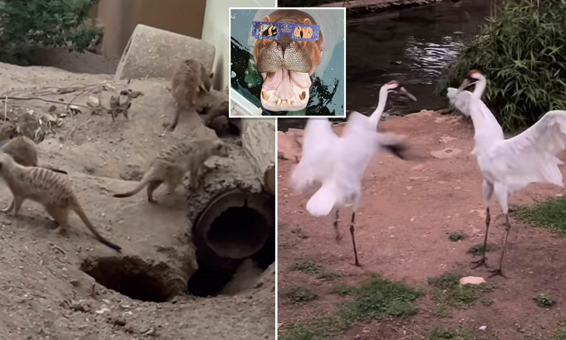 San Antonio Zoo animals go bananas during eclipse as creatures freak ...