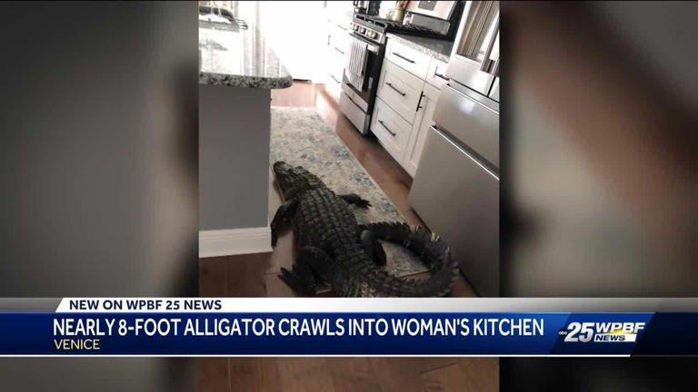 Florida Woman Finds 8-foot Gator In Her Kitchen