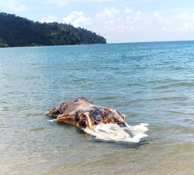 Huge ‘globster’ sea creature washes up on beach