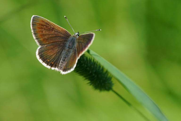 Scottish Butterflies 2024: The 10 Species Of Butterflies That Have Seen 