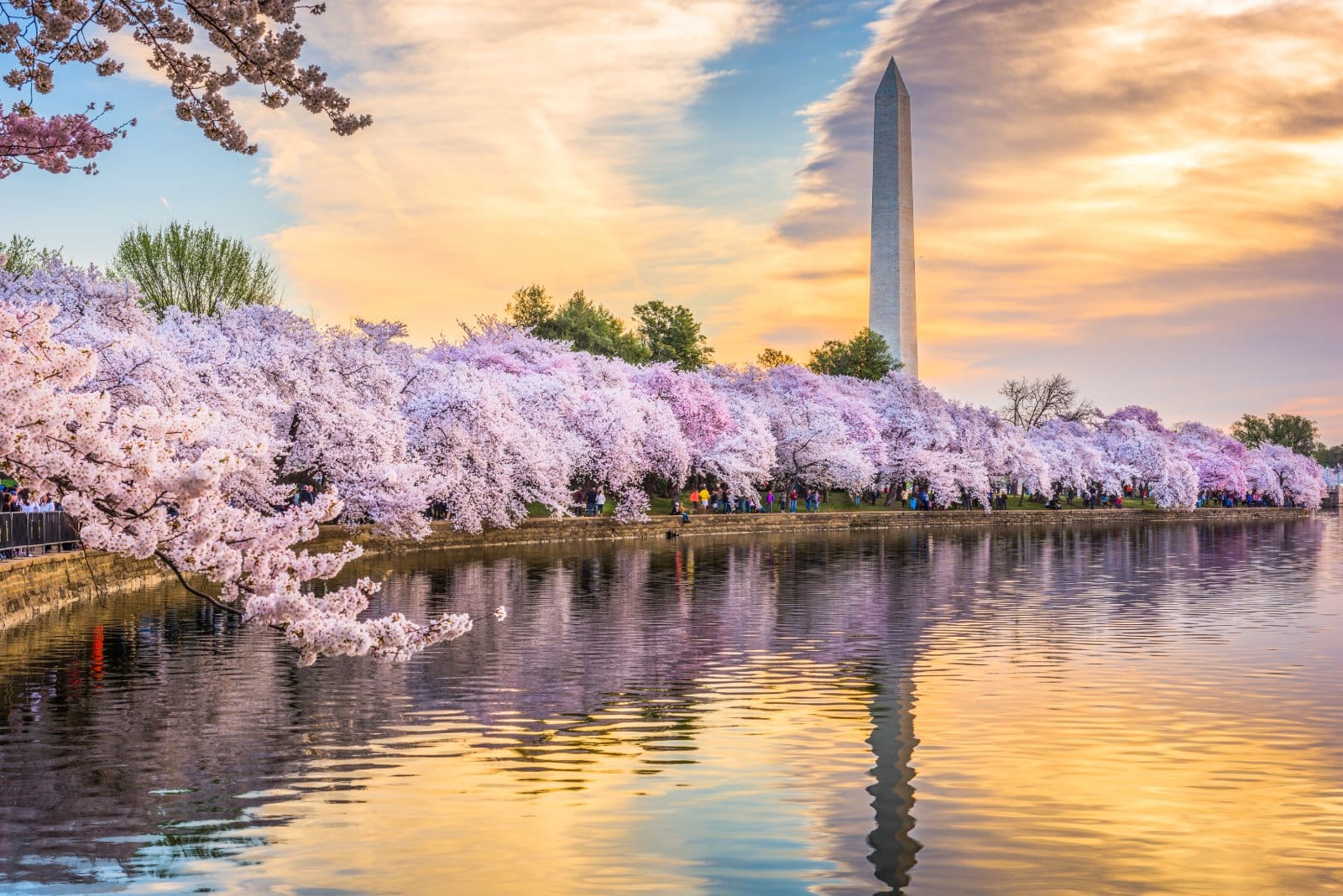 <p class="wp-caption-text">Image Credit: Shutterstock / Sean Pavone</p>  <p><span>Experience the full range of seasons, from New England’s fall foliage to the spring cherry blossoms in Washington D.C., each offering its own form of natural beauty.</span></p>