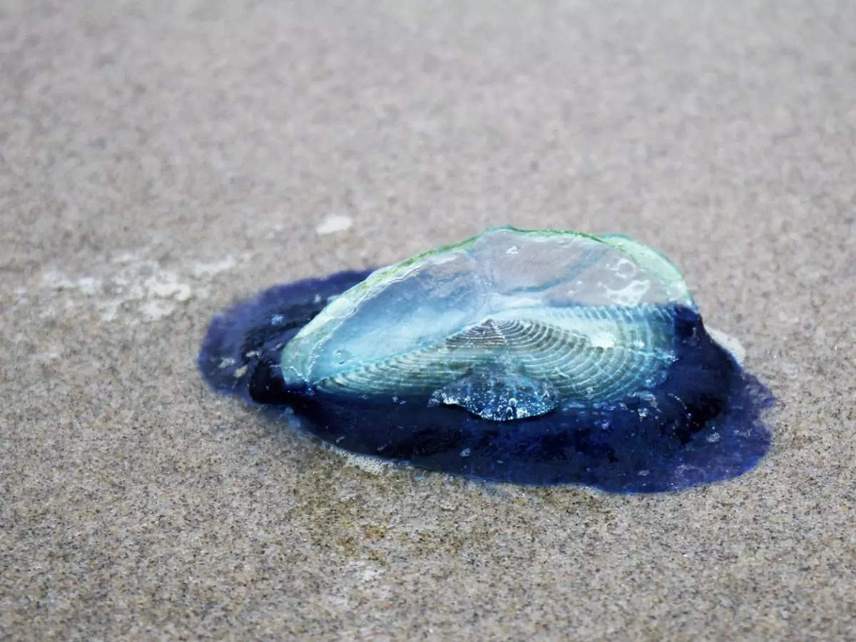 what is this mysterious tide? millions of blue, alien-like creatures blanketing us beaches