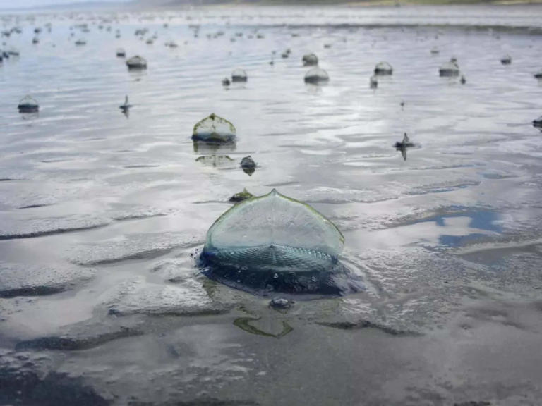 What is this mysterious tide? Millions of blue, alien-like creatures ...