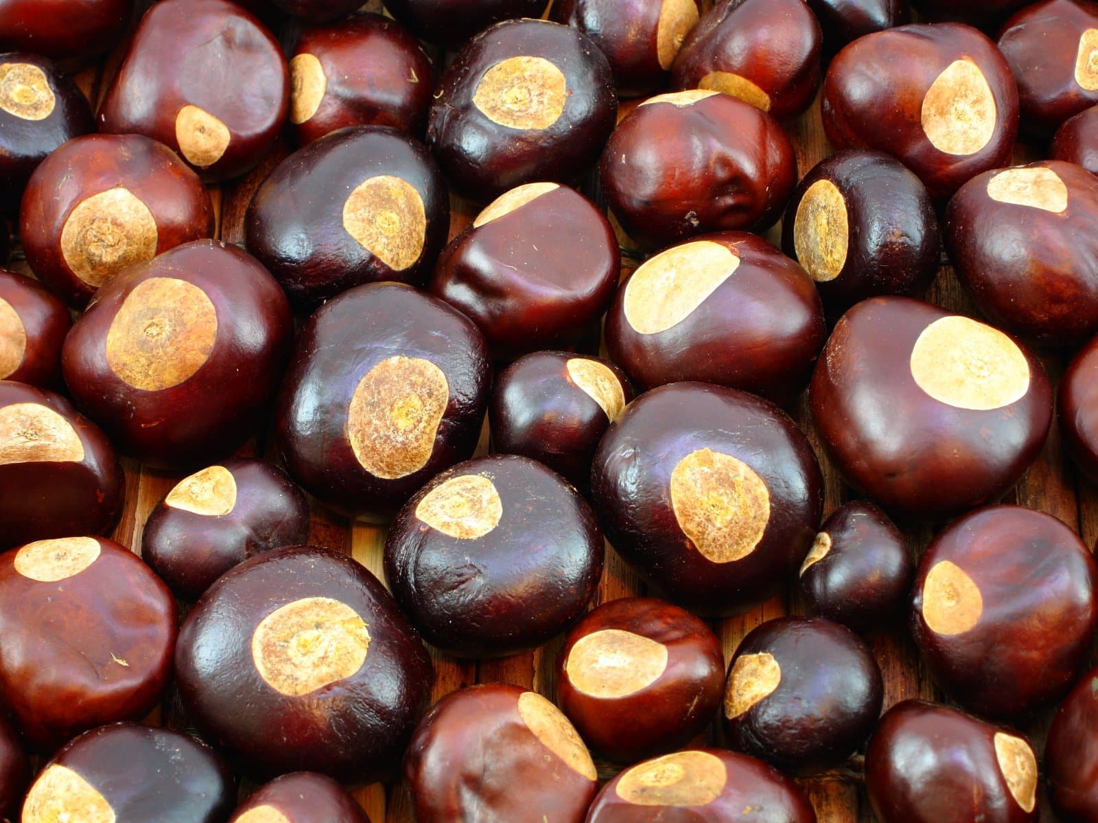 <p class="wp-caption-text">Image Credit: Shutterstock / cvm</p>  <p><span>From candy to clothing, if it can be shaped like a buckeye or named after one, Ohioans are on it.</span></p>