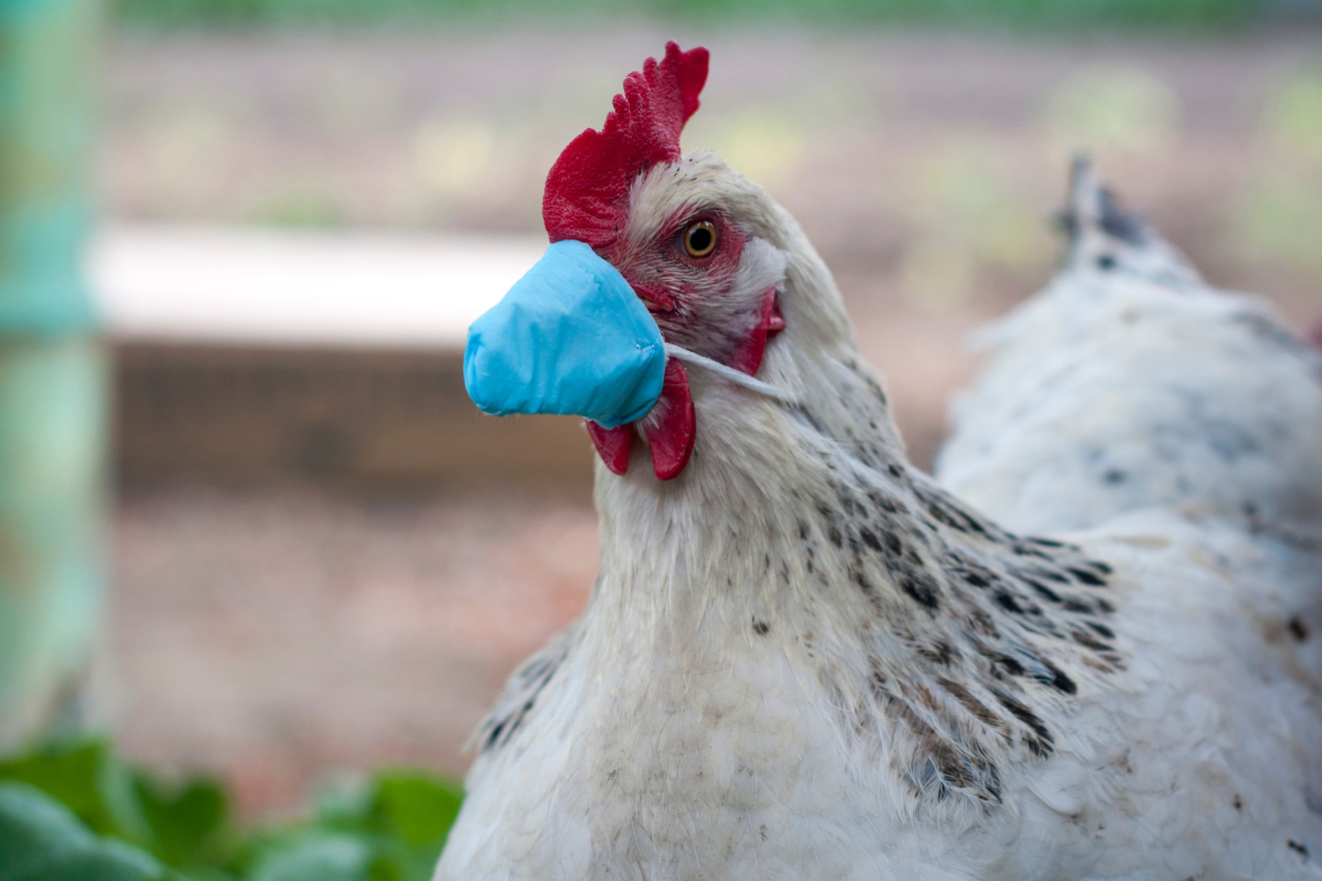 Kommt die Vogelgrippe wieder?