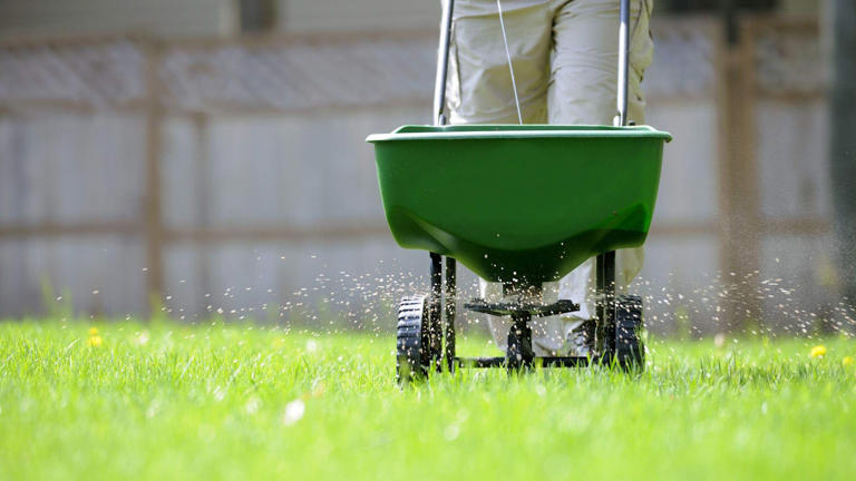 When to fertilize a new lawn for effective results and healthy grass ...