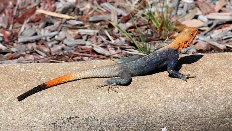 This big lizard is orange and blue, and invasive. It may live in your ...