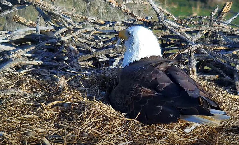 Watch: Baby Bald Eagles Close To Hatching In Colorado!