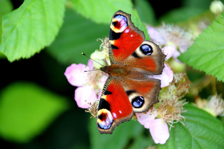 Scottish Butterflies 2024: The 10 species of butterflies that have seen ...