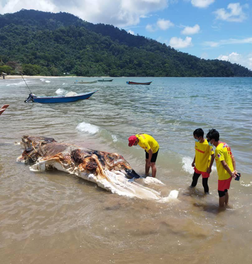 Huge ‘globster’ sea creature washes up on beach