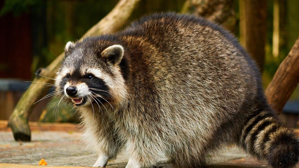 Raccoon Found In Shady Side Tests Positive For Rabies