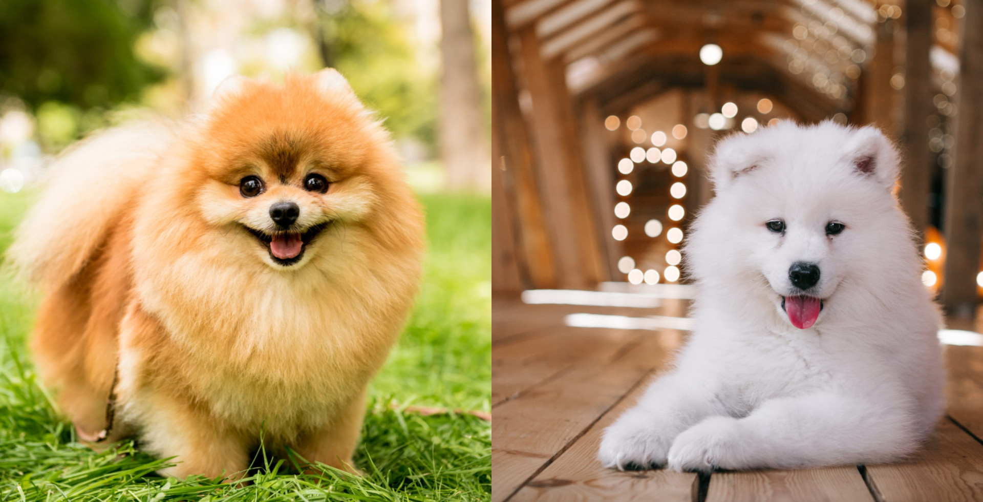 The Fluffiest Dog Breeds That Were Made To Snuggle