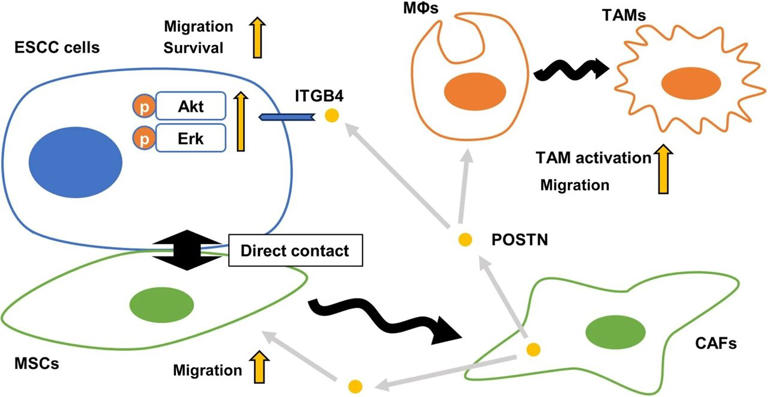 Periostin Shows Promise To Help Fight A Common Form Of Esophageal Cancer