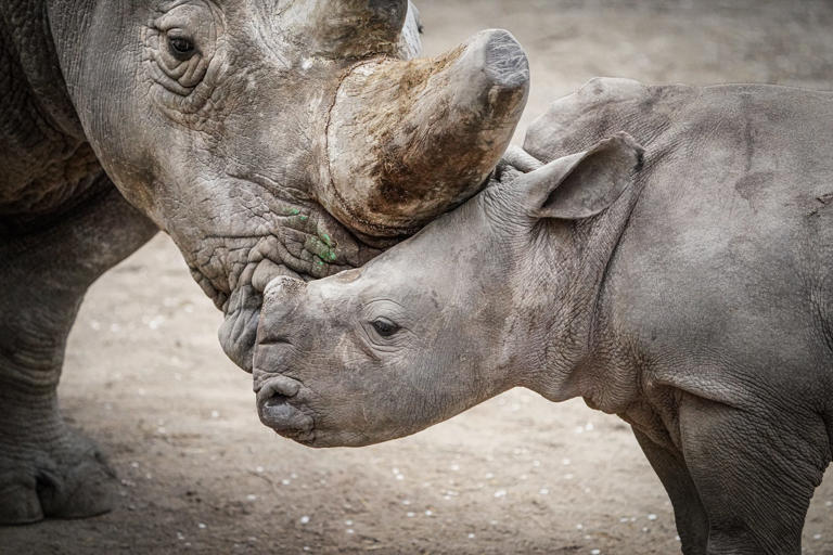 Indianapolis Zoo reveals name of baby rhino