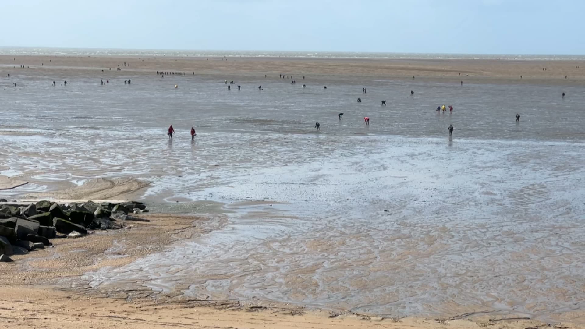 des pêcheurs à pied attirés par les grandes marées sur les plages normandes, la préfecture appelle à la vigilance