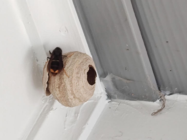 Invasive yellow-legged hornet queen captured in Georgia, Agriculture ...