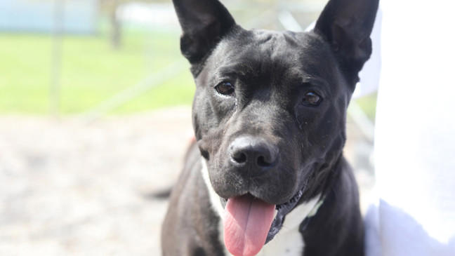 Meet the pets: Central Missouri Humane Society has dozens of dogs, cats ...