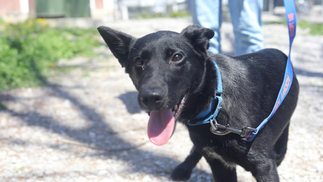 Meet the pets: Central Missouri Humane Society has dozens of dogs, cats ...