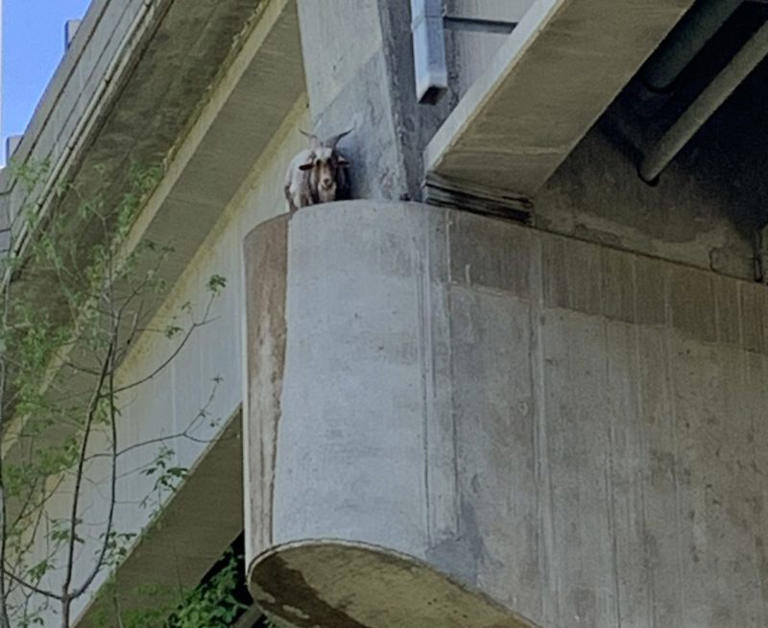 Goat rescued after being stuck on ledge under bridge in Missouri