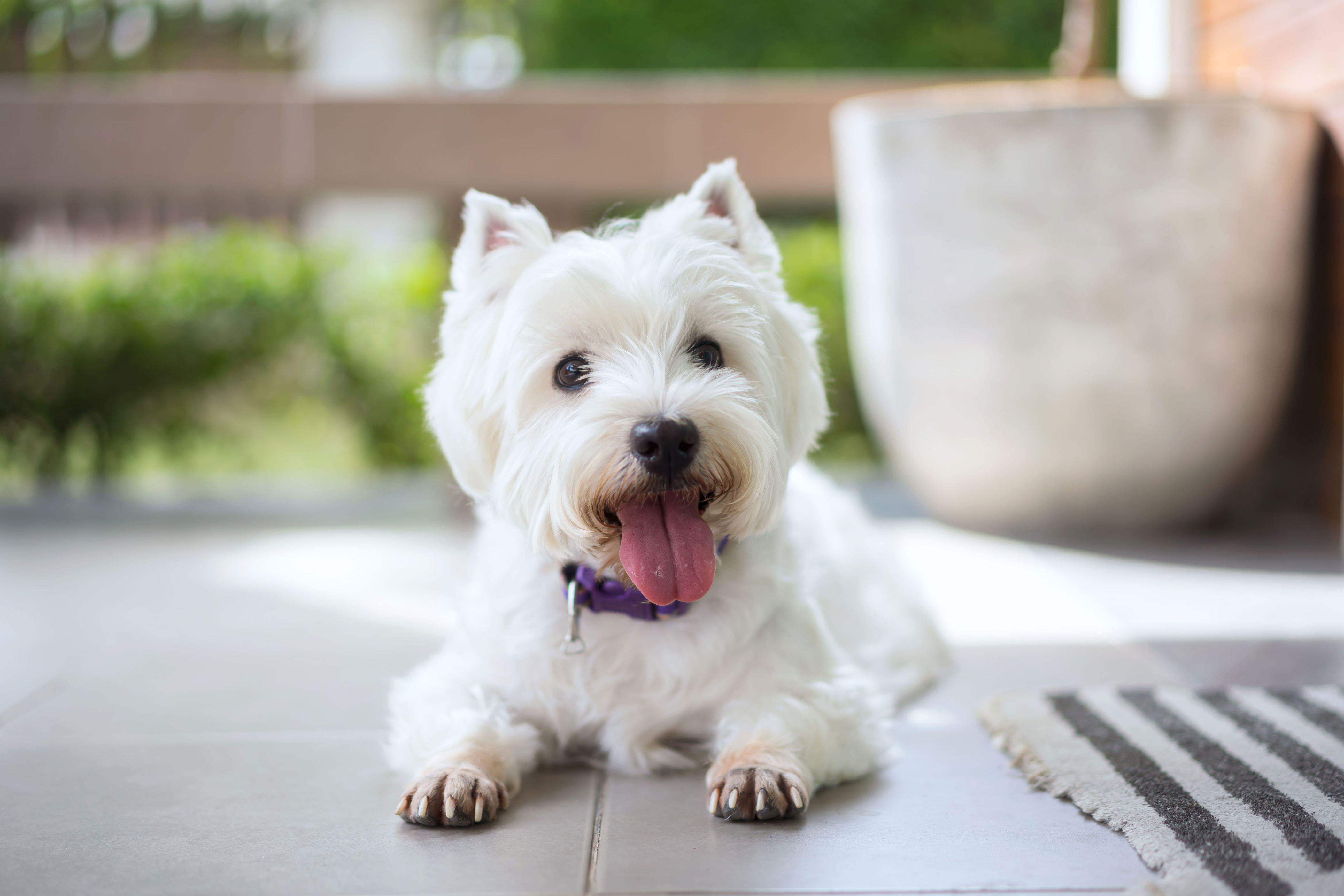 If You Have Allergies, You'll Love These Dog Breeds