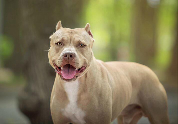 Como Surgiu O Pitbull, Raça De Cão Que Esteve Envolvida Em Ataque à 