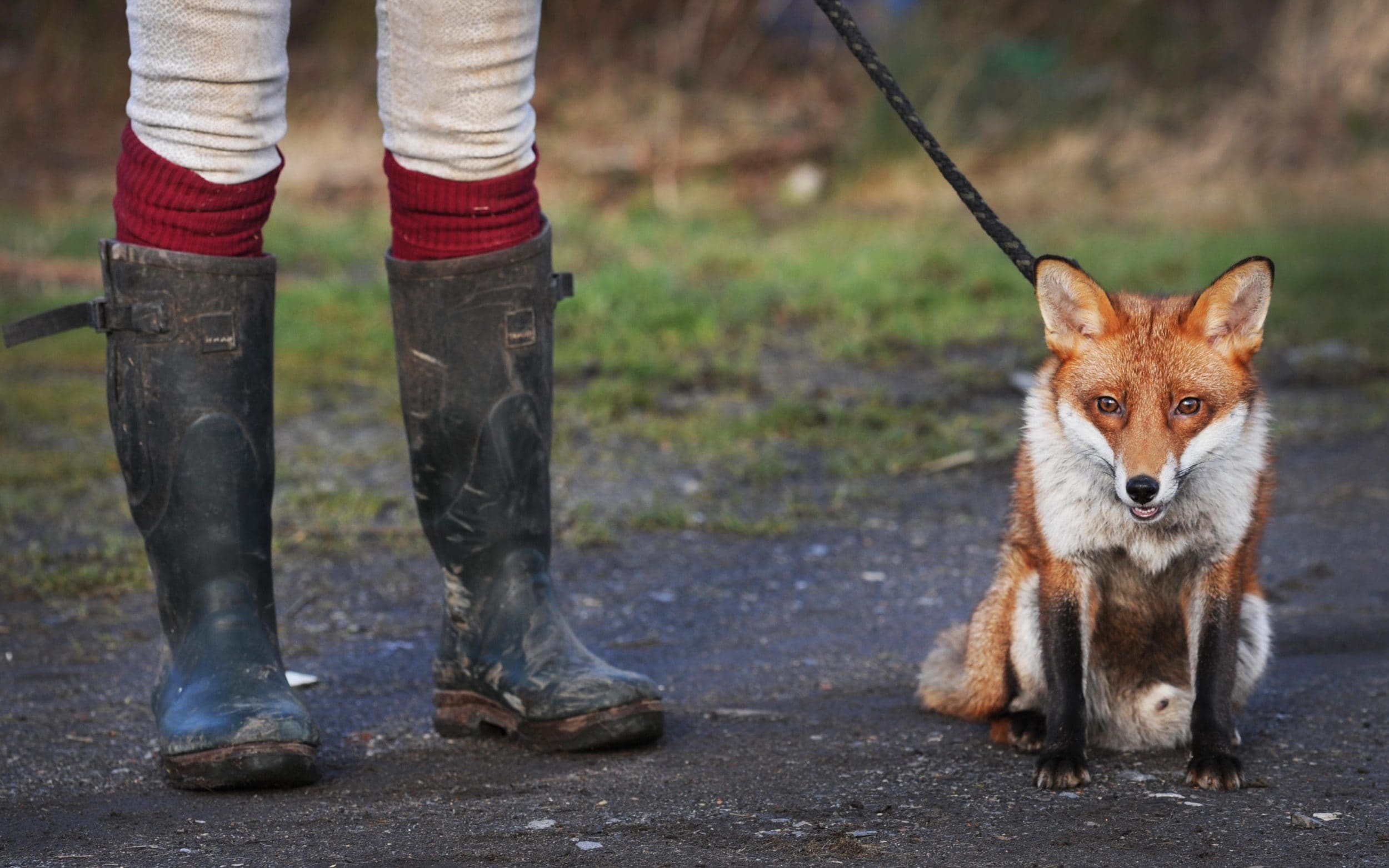 people once kept foxes as pets, new discovery suggests