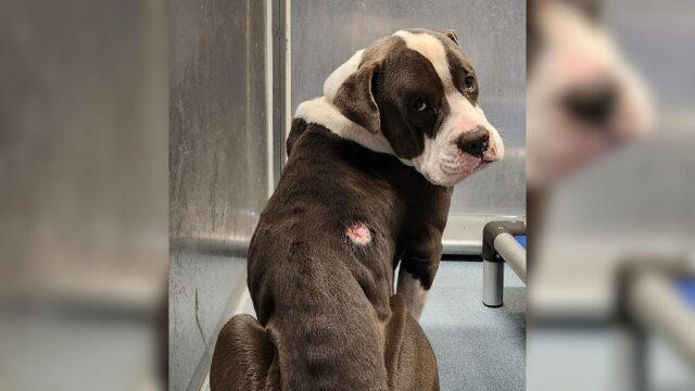 Compton animal rescue owner charged with 25 counts of animal cruelty